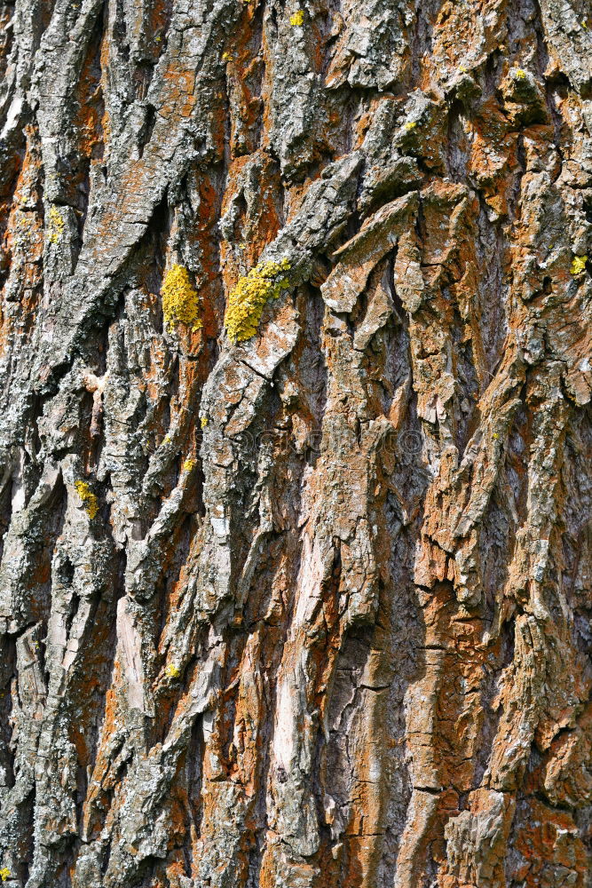 Similar – Image, Stock Photo Disagreement on the tree trunk