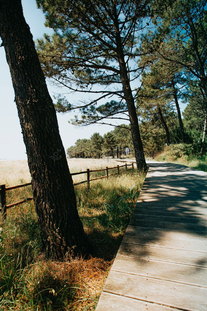 Similar – Image, Stock Photo under the pines Summer