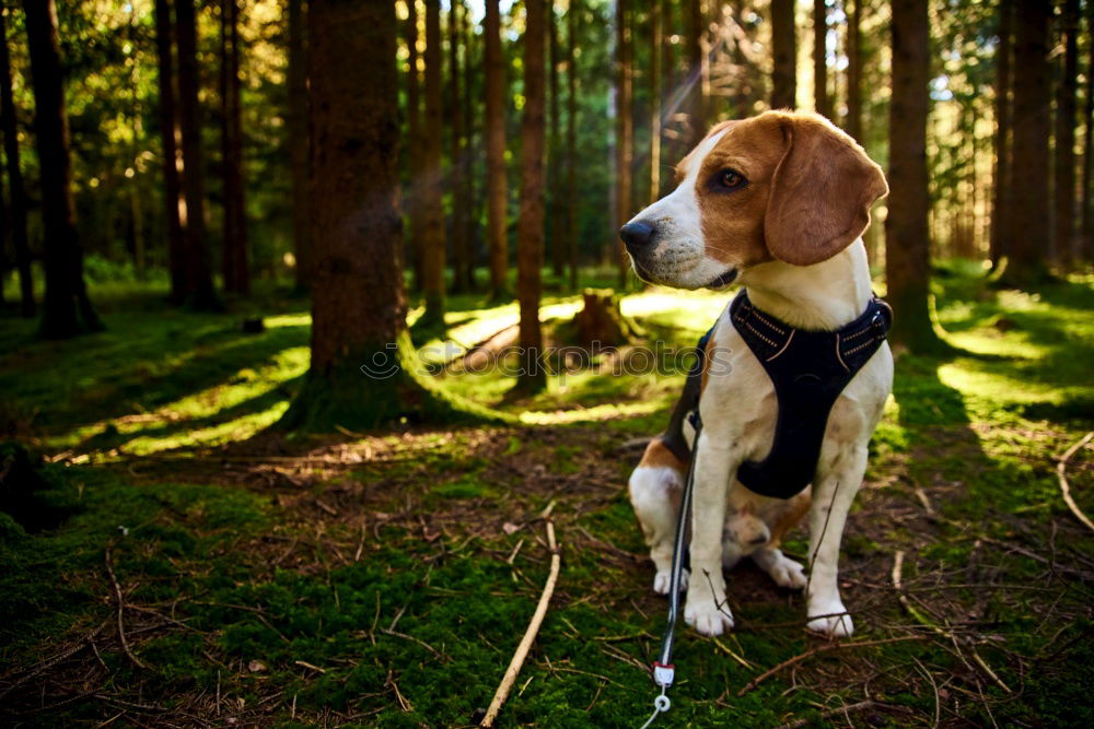 Similar – Dog standing on a stack of wood in the forest