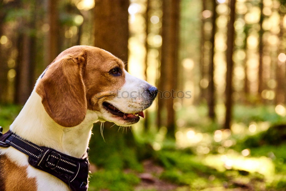 Similar – Image, Stock Photo Beagle on rails Athletic