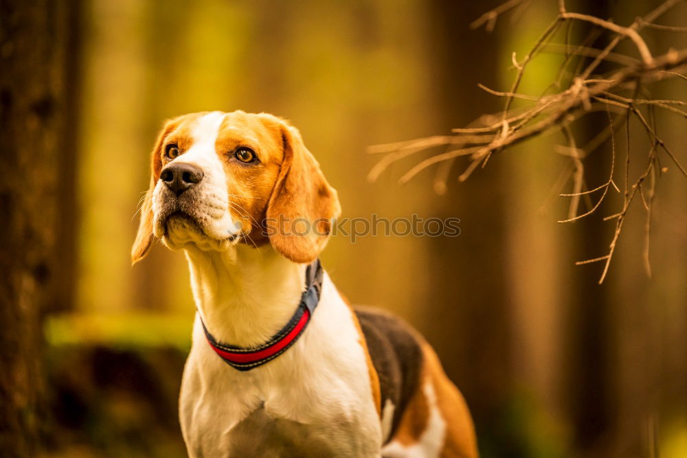 Similar – Image, Stock Photo Beagle on rails Athletic