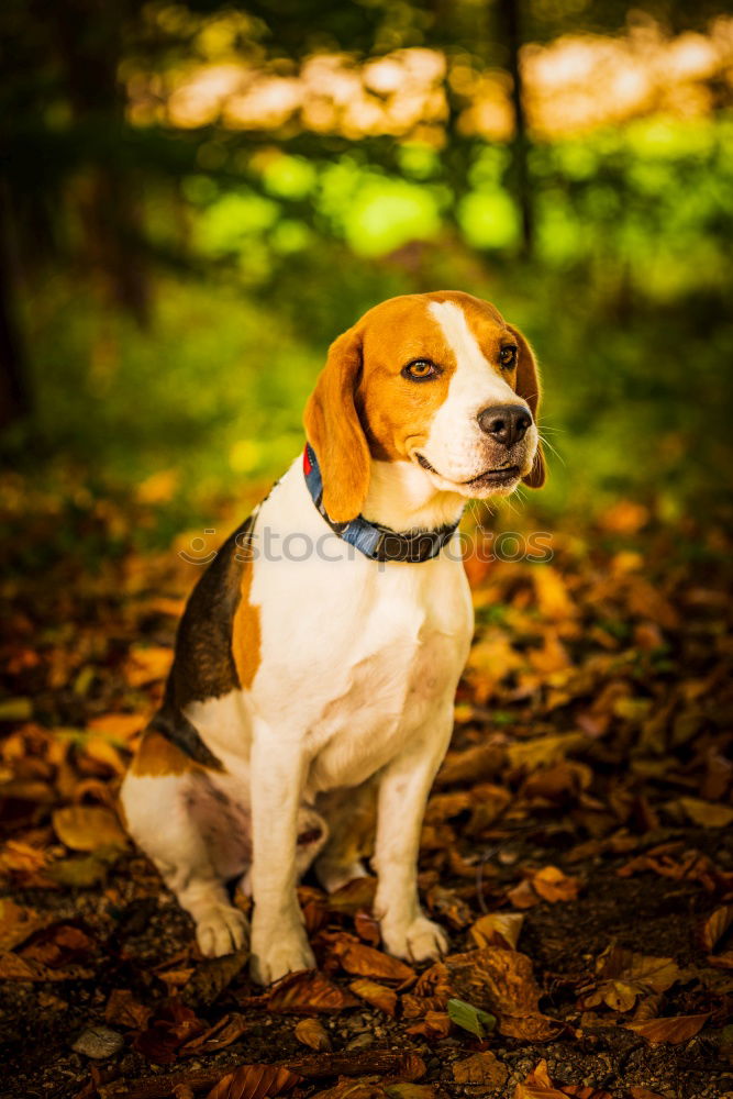 Similar – Image, Stock Photo Beagle on rails Athletic