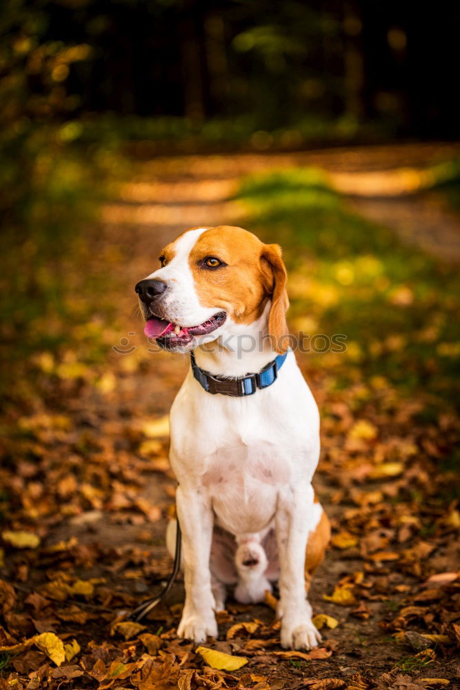 Similar – Image, Stock Photo Yeah, so what? Town Animal