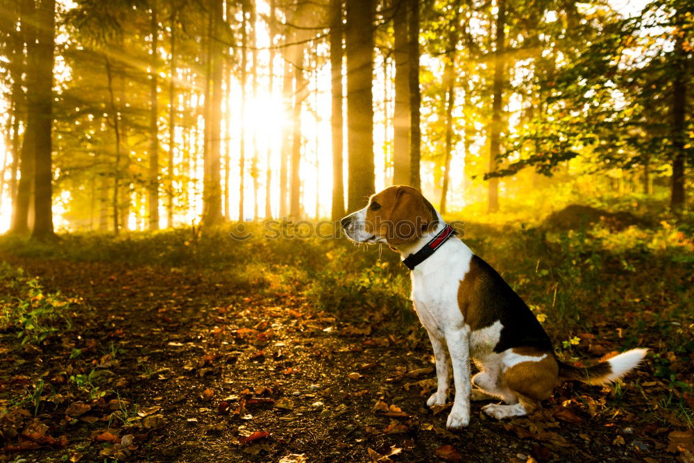 Similar – Image, Stock Photo Dog in autumn Animal