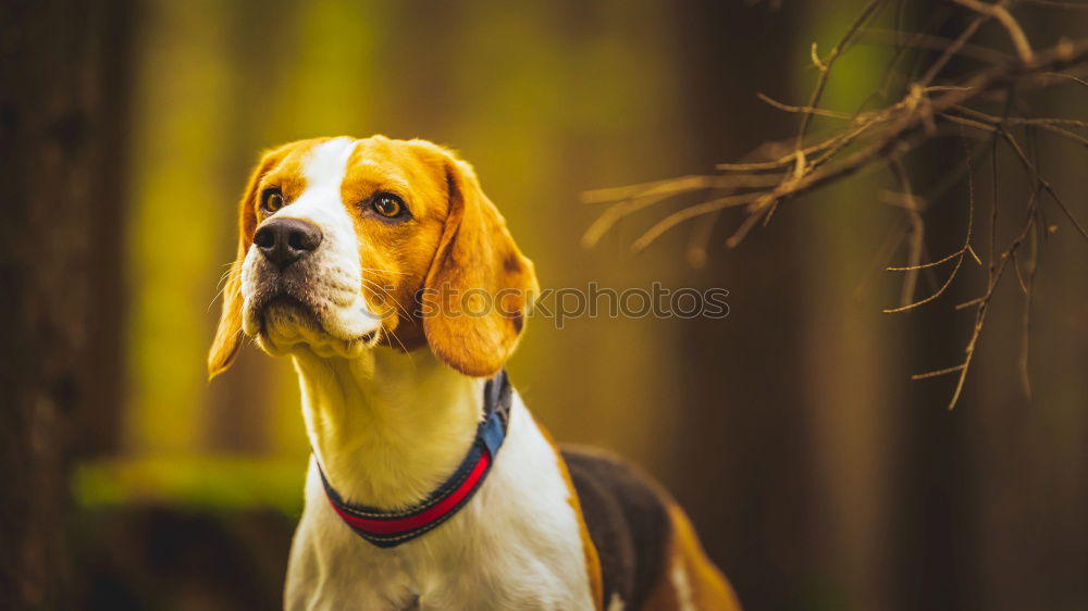 Similar – Dog standing on a stack of wood in the forest