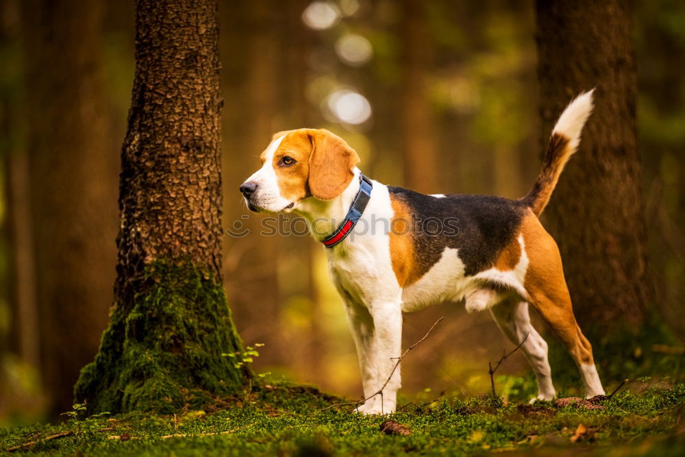 Dog standing on a stack of wood in the forest