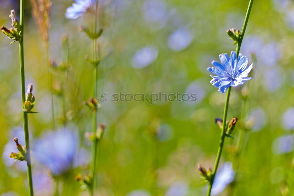 Similar – Image, Stock Photo cornflower blue. Grain