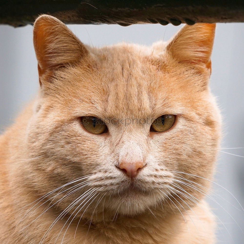 Similar – a beige fluffy cat with dirty ears and blue strait eyes