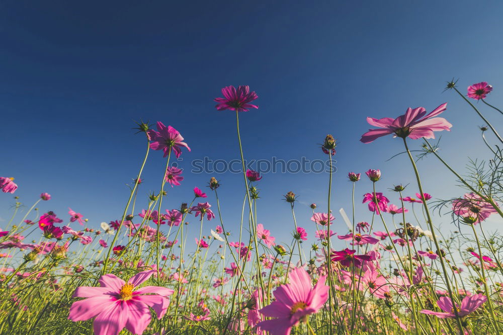 Image, Stock Photo flower meadow Spring