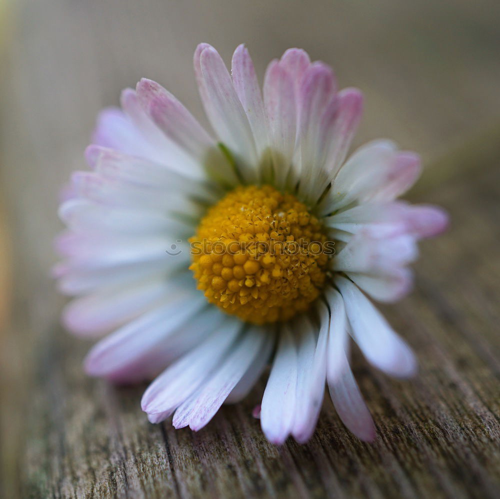 Similar – Snail in the flower field.