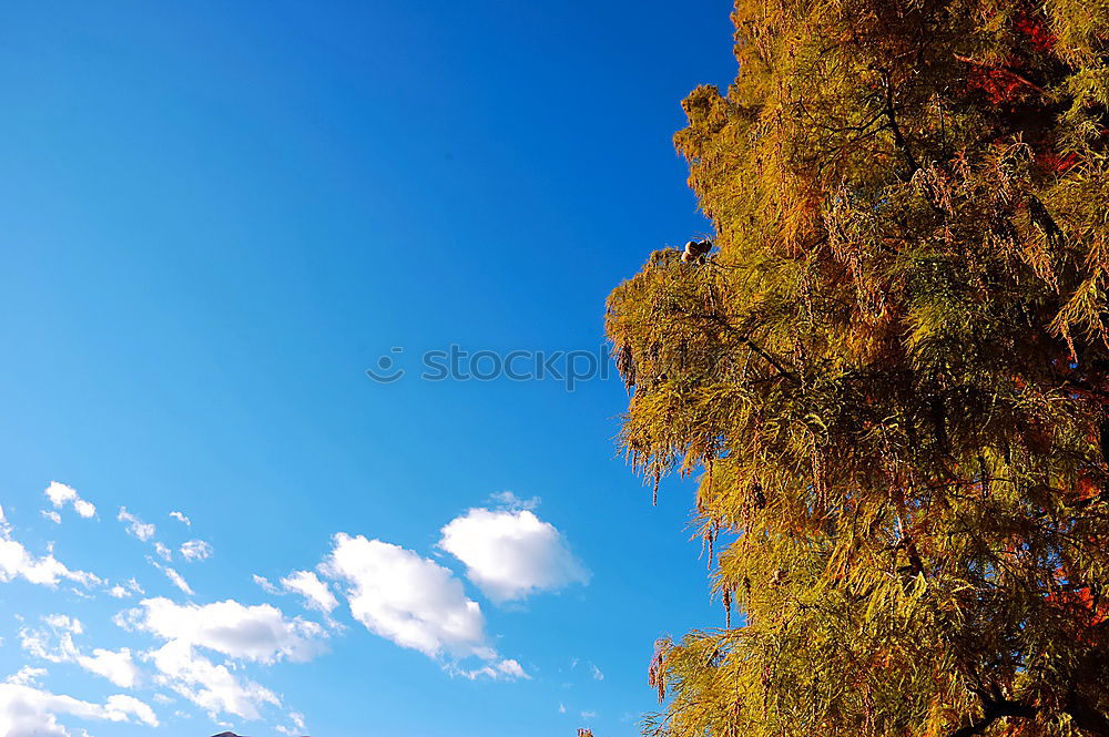 Similar – Foto Bild sommer vorm balkon Natur