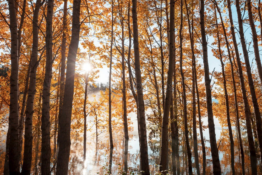 Similar – Image, Stock Photo Polaroid. Forest in autumn. Nature, trees. forest path