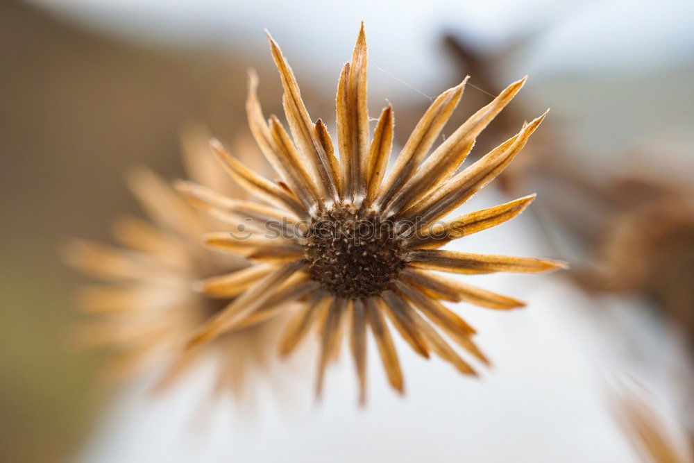 Similar – echinacea paradoxa