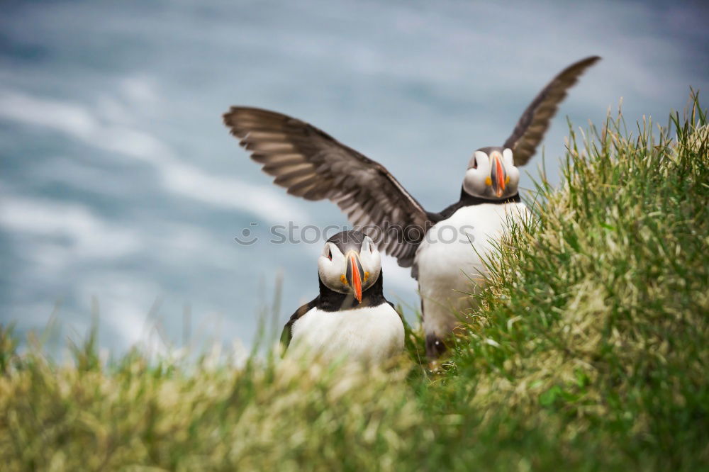 Image, Stock Photo Puffins OOO -O- O Grass