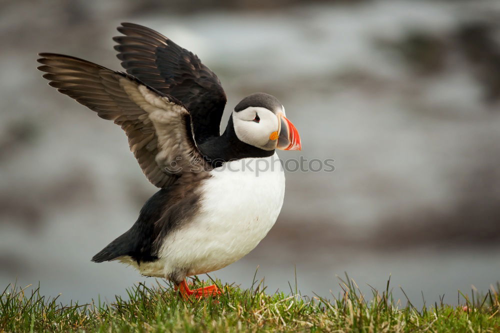 Image, Stock Photo Iceland Environment Nature