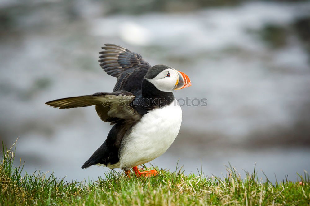 Similar – Image, Stock Photo Puffins OOO -O- O Grass