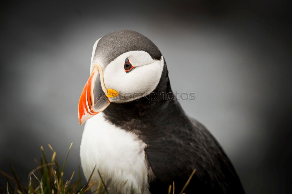 Similar – Image, Stock Photo Iceland Environment Nature