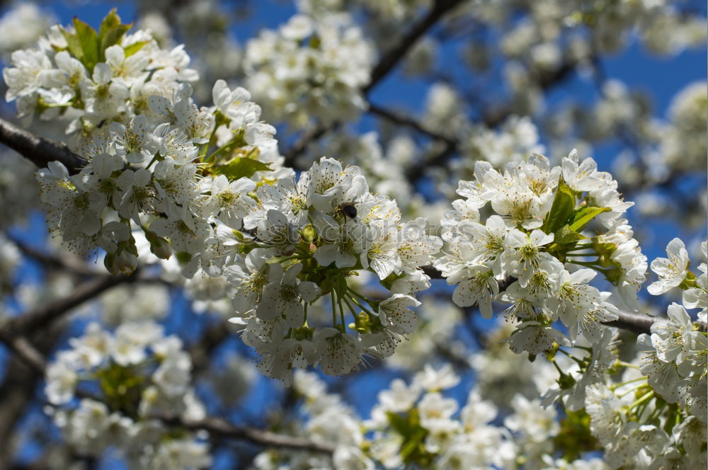 Similar – Image, Stock Photo beginning of spring Spring