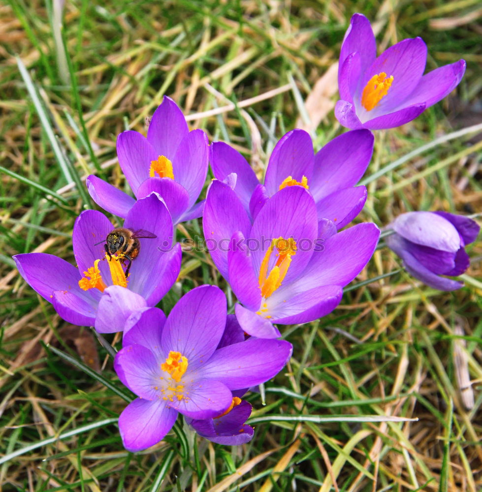 Similar – Krokus Krokusse Blume