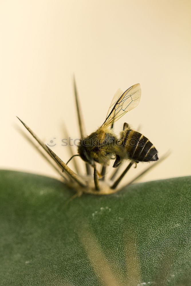 Similar – Image, Stock Photo Hornet 01 Animal Insect