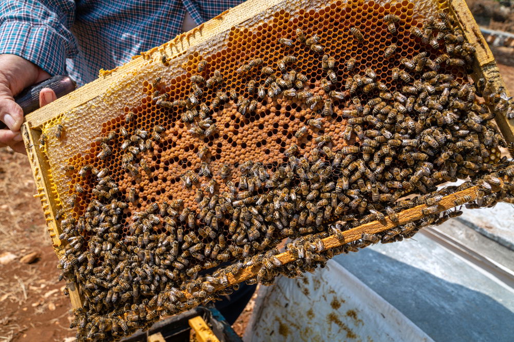 Similar – Image, Stock Photo Beekeeper and his bees