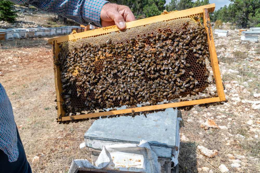 Similar – Beekeeper scrapes honey from a honeycomb