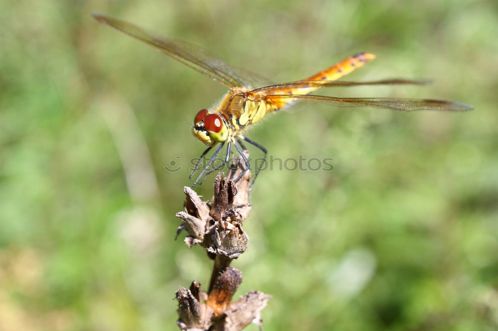 Similar – Image, Stock Photo Large Blue Arrow Nature