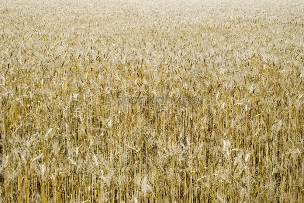 Similar – sea of wheat Wheat Summer