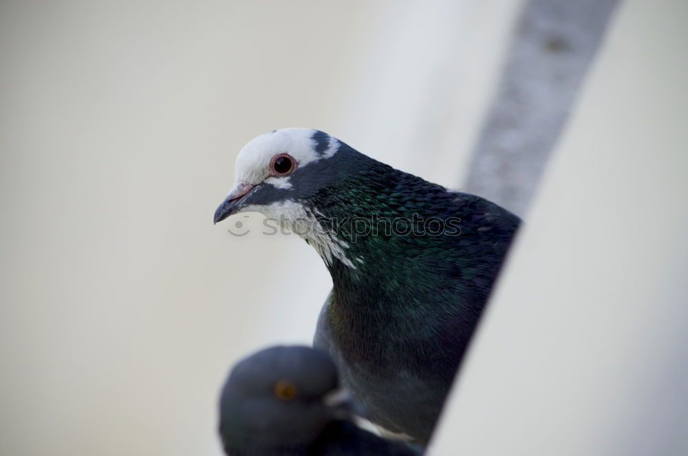 Image, Stock Photo A bird sits on the roof groove just before flying away, a flute bird, known for its attacks on people. It has the ability to imitate voices. Queensland / Australia