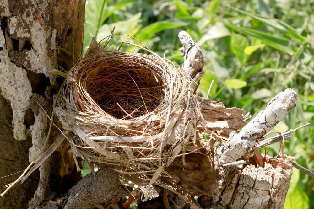 Similar – Image, Stock Photo Empty nest in daddys hand