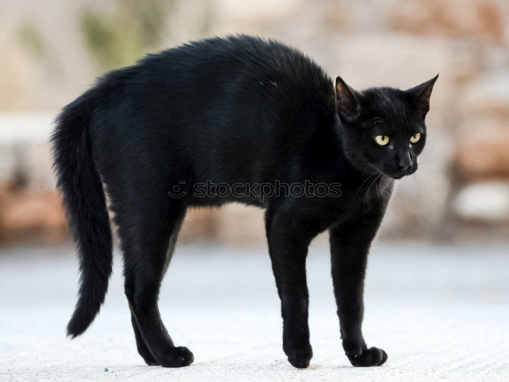 Similar – Black cat from the left