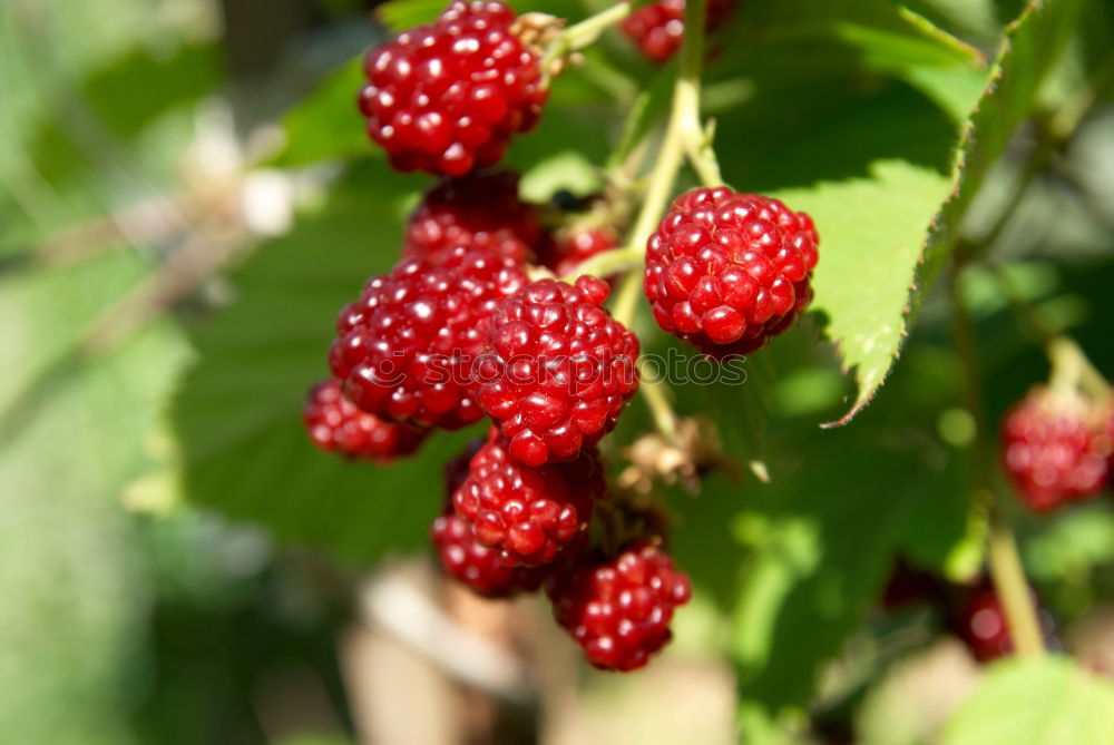 Similar – raspberries Nutrition