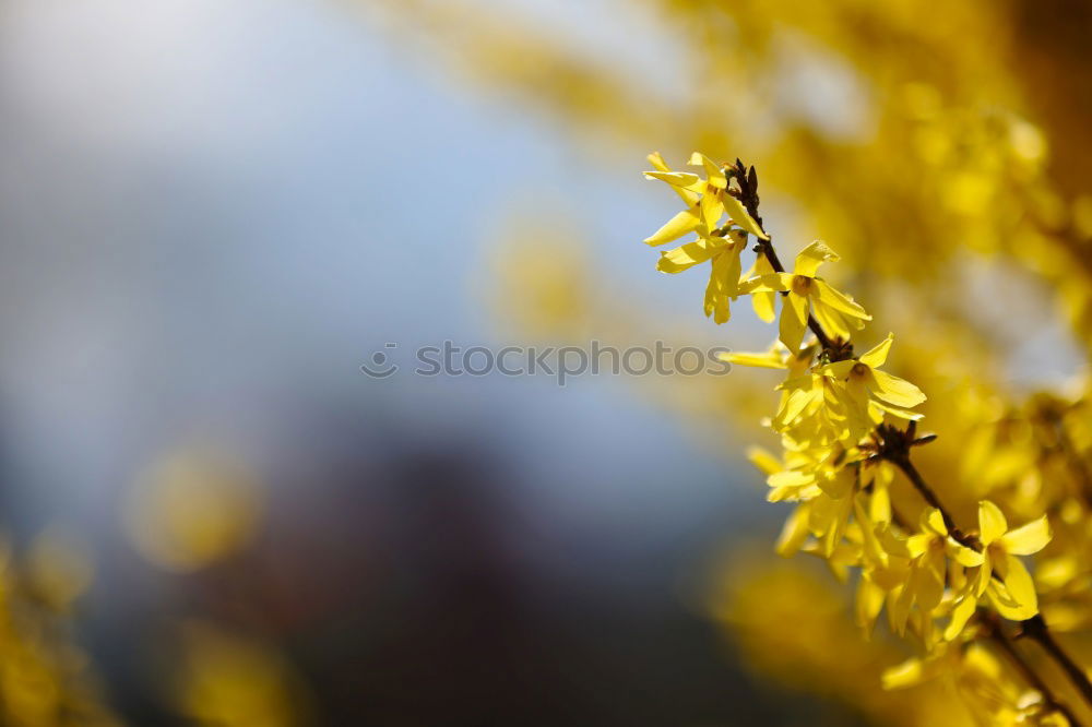 Similar – Goldglöckchen Natur