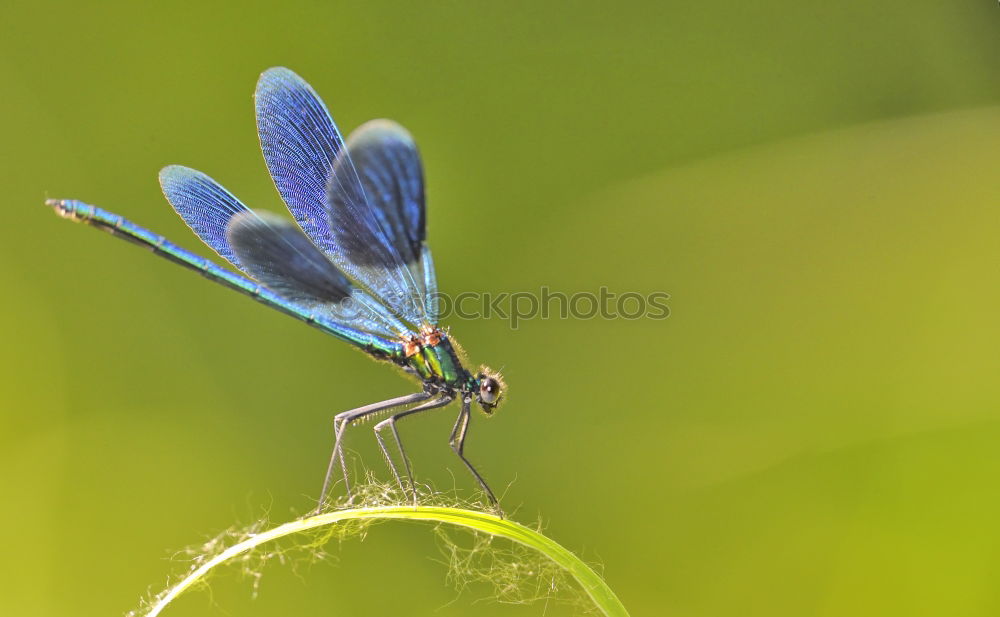 Similar – Blue-winged damselfly on a blade of grass