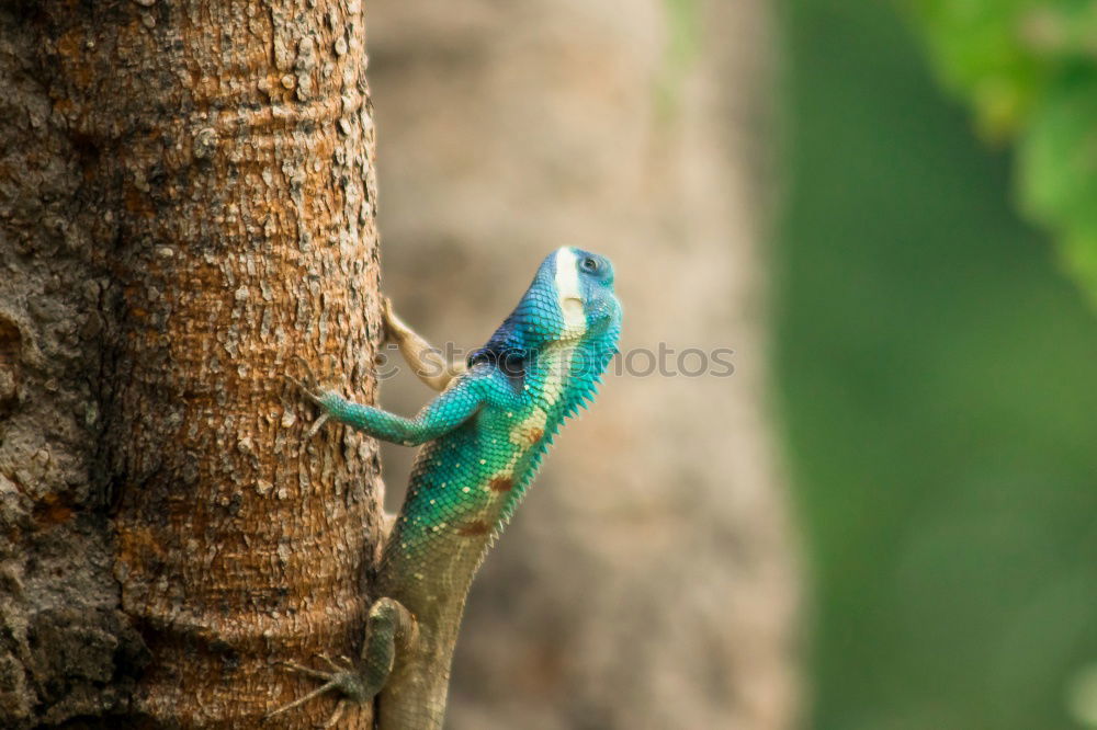 Similar – Image, Stock Photo garden boa Plant Animal