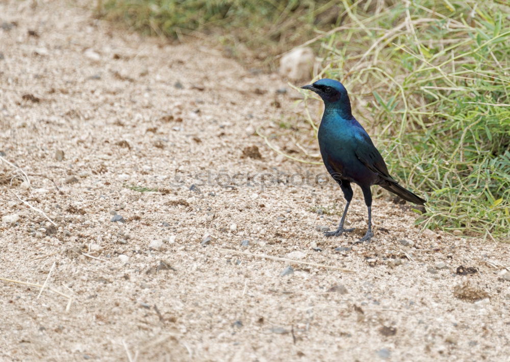 Similar – A colorful Superb Starling in Tanzania