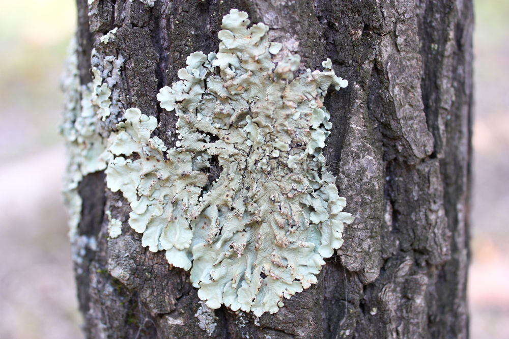 Similar – tree mushroom Tree