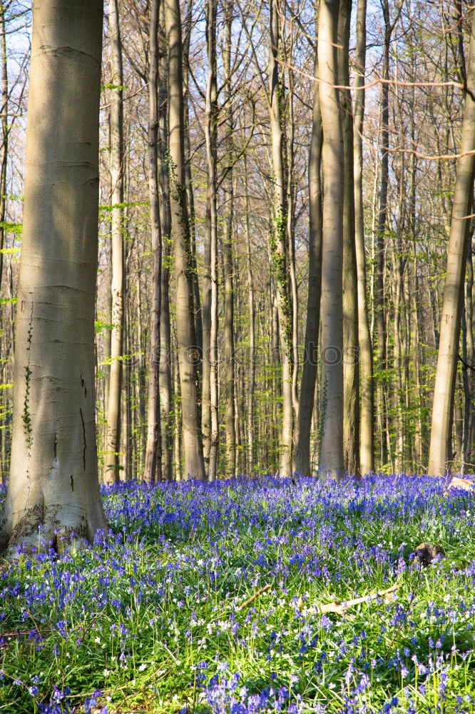 Similar – Image, Stock Photo Narcissus and blue spring flowers between trees in the park