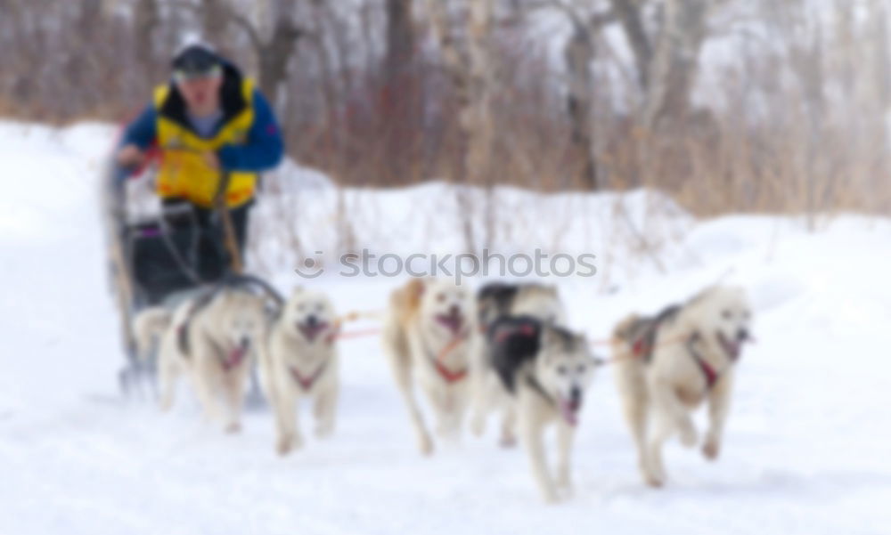 Similar – trailblazer Dog Sleigh