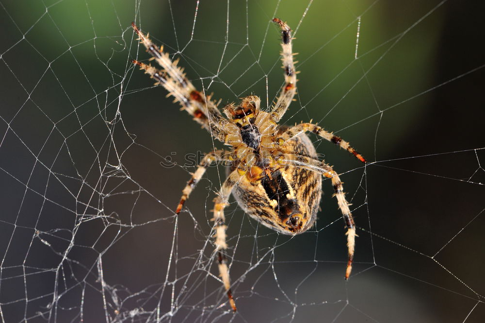 Similar – Pretty cross spider sits in her web waiting for prey