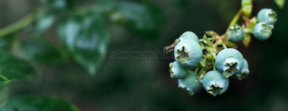 Similar – Image, Stock Photo bud Water lily Pond