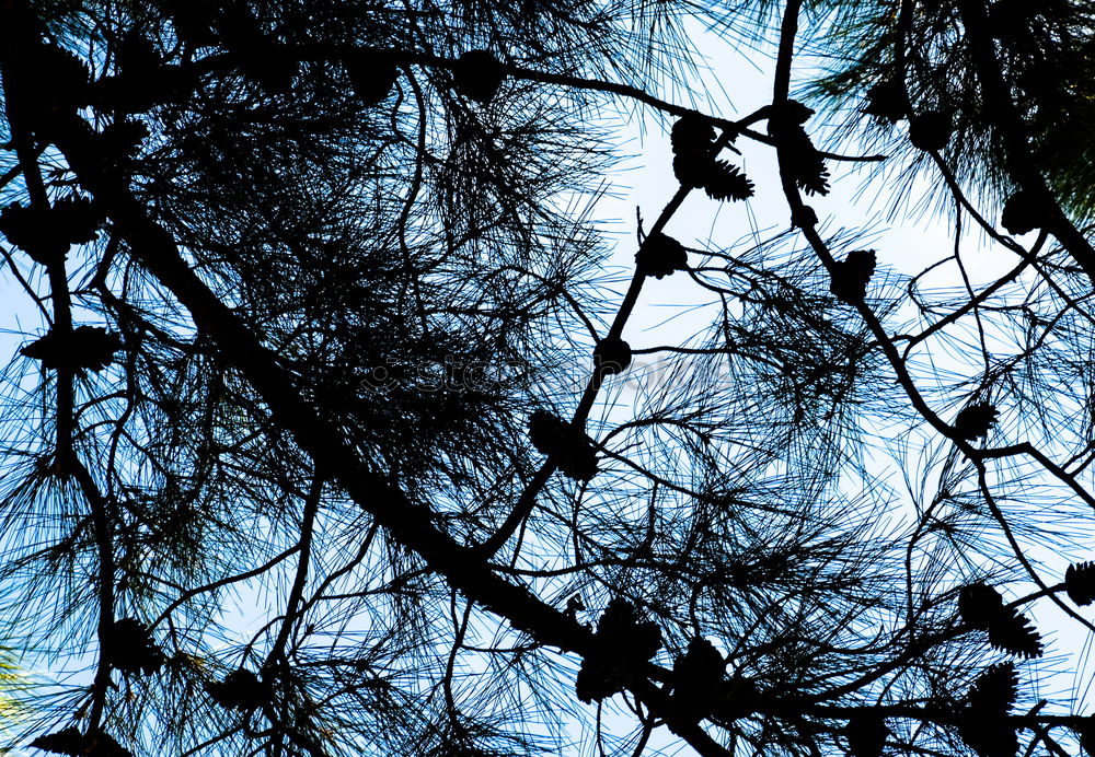 Similar – Foto Bild BaumSchmuck Apfelbaum rot