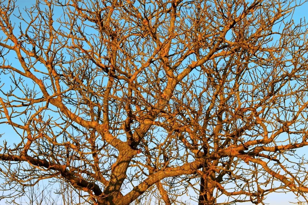 Similar – branches Nature Autumn