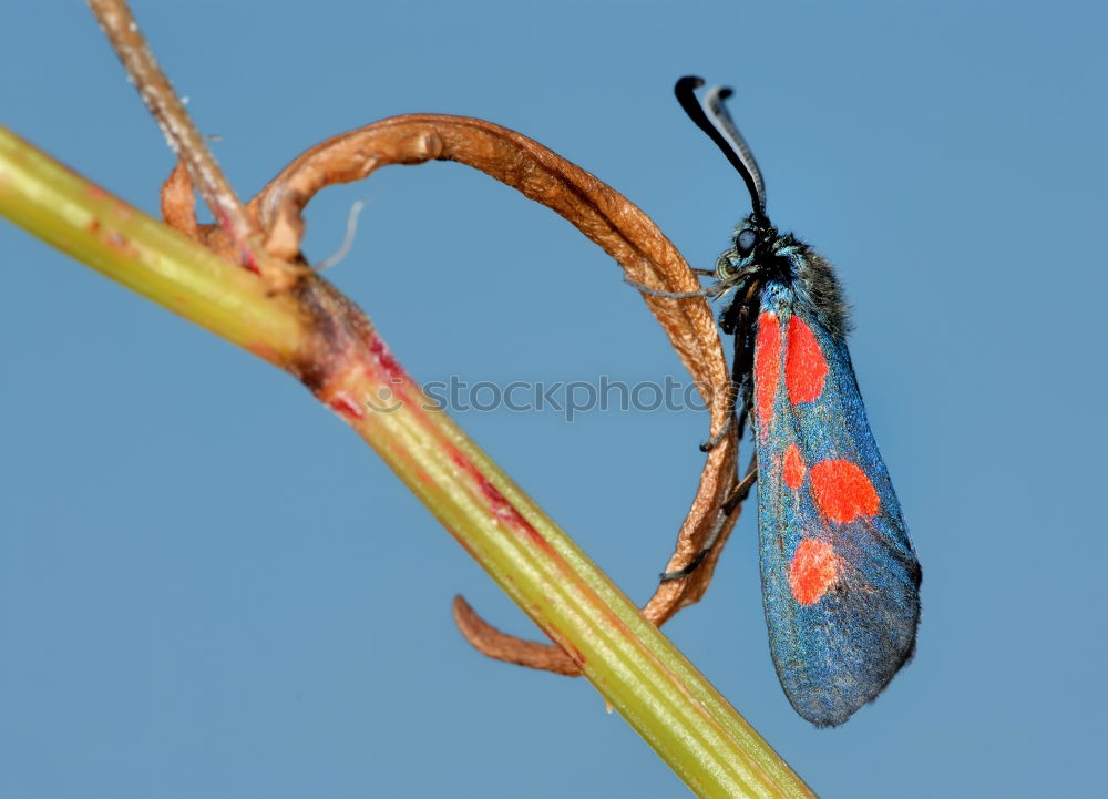 Black and Red Butterfly