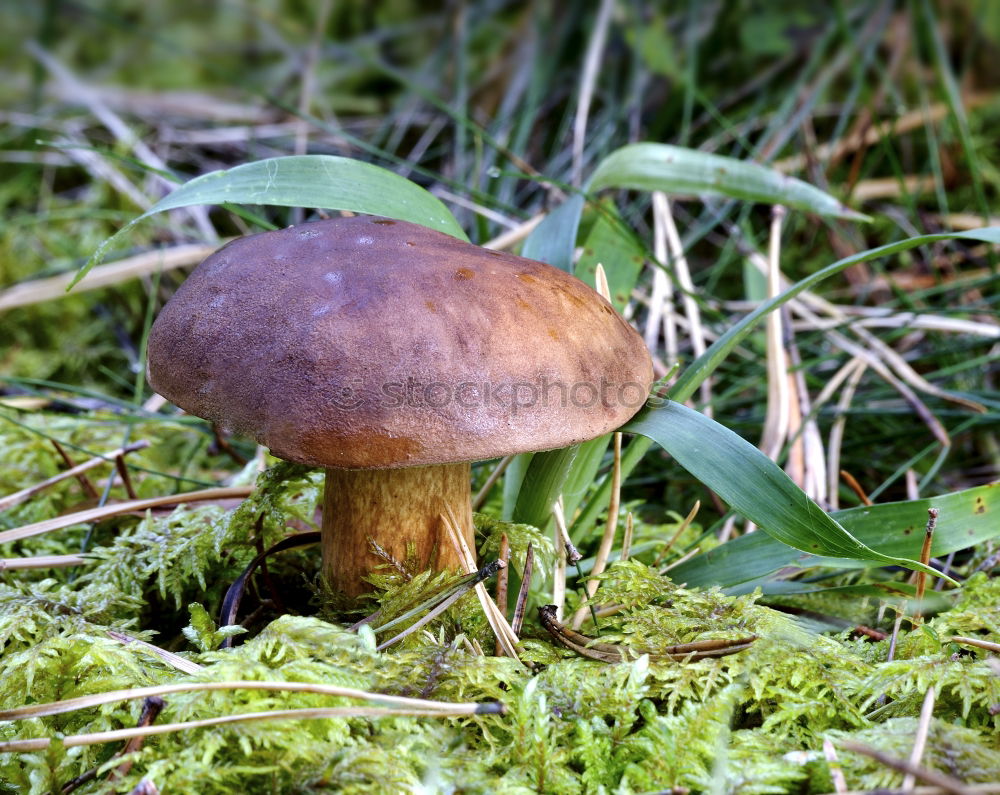 Similar – Image, Stock Photo Chestnut during sunbathing