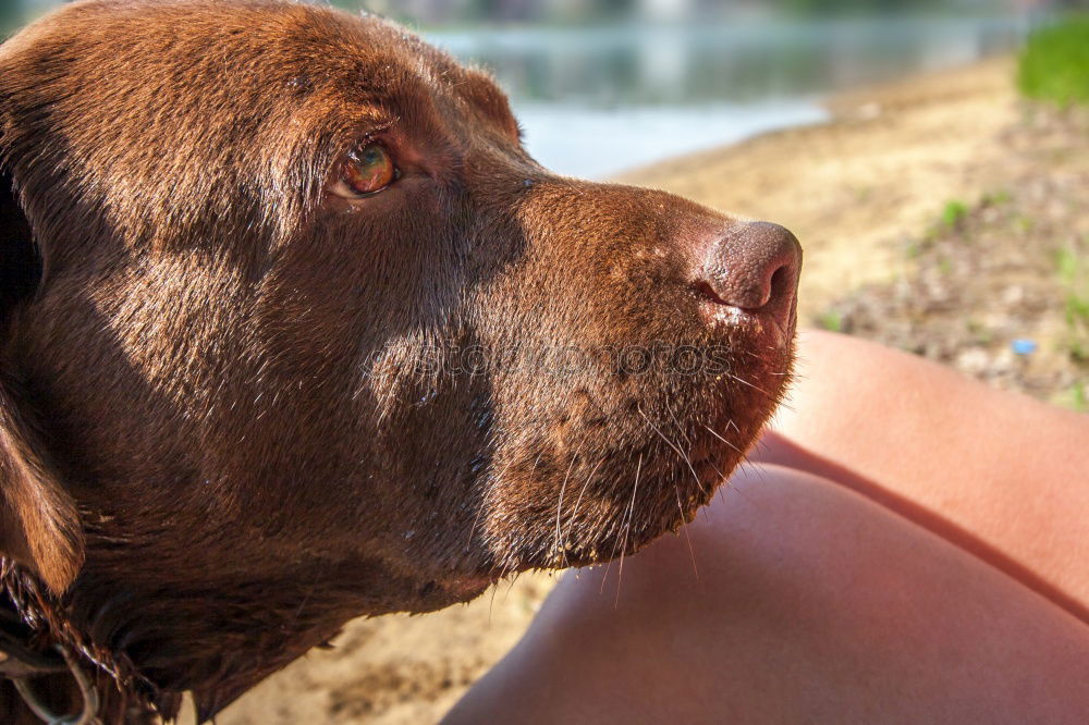 Similar – Foto Bild Penntüte Hund schlafen