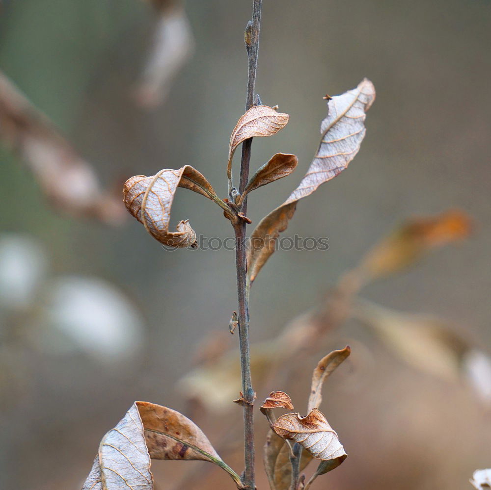 Similar – Image, Stock Photo Purple lime leaf on mossed lawn with hoarfrost