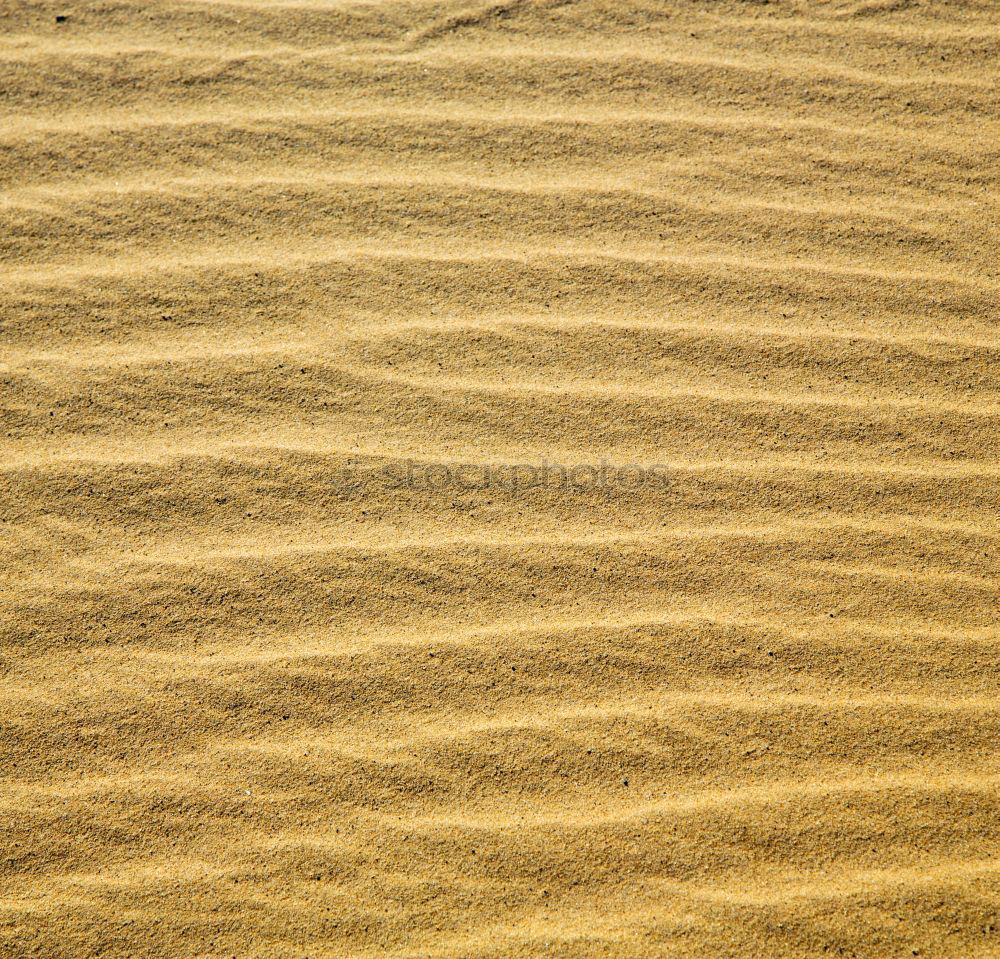 Similar – Tracks and deposit on the beach in Portugal IV