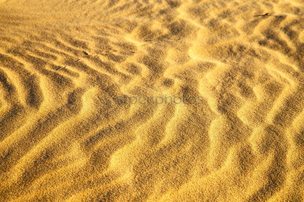 Similar – the brown sand dune in the sahara morocco desert