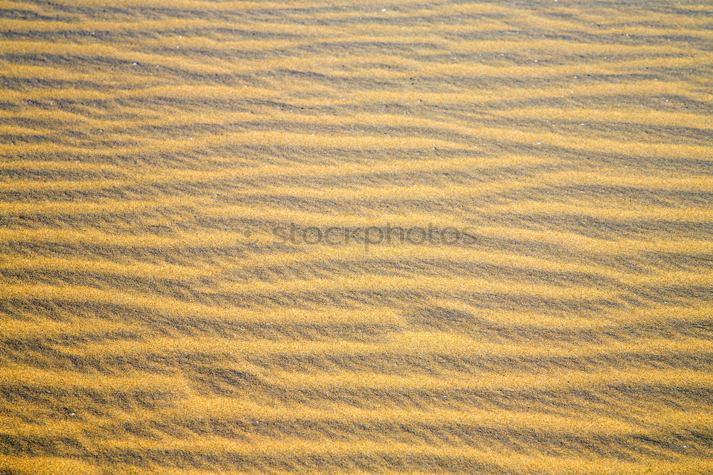 Sandy beach at low tide in autumn